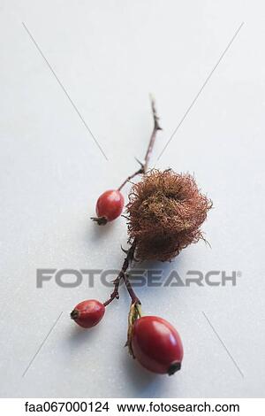 Rosehips and dried moss View Large Photo Image Picture - Rosehips and dried moss. Fotosearch
