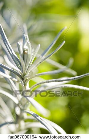 Picture - Rosemary, close-up. Fotosearch