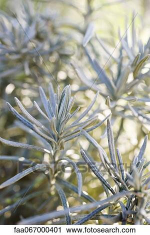 Rosemary, close-up View Large Photo Image Stock Image - Rosemary, close-up. Fotosearch