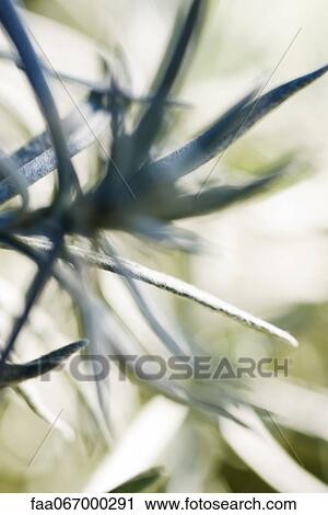 Rosemary, defocused close-up View Large Photo Image Stock Image - Rosemary, defocused close-up. Fotosearch