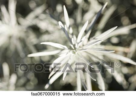 Rosemary, sepia toned View Large Photo Image Stock Photography - Rosemary, sepia toned. Fotosearch