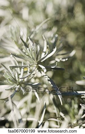 Rosemary View Large Photo Image Stock Photo - Rosemary. Fotosearch