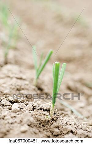 Scallions growing in field View Large Photo Image Stock Image - Scallions growing in field. Fotosearch