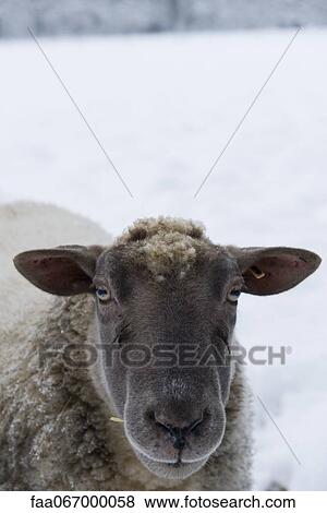 Stock Photo - Sheep looking at camera, close-up. Fotosearch