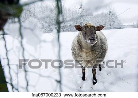 Sheep standing in snow, looking at camera View Large Photo Image Stock Image - Sheep standing in snow, looking at camera. Fotosearch