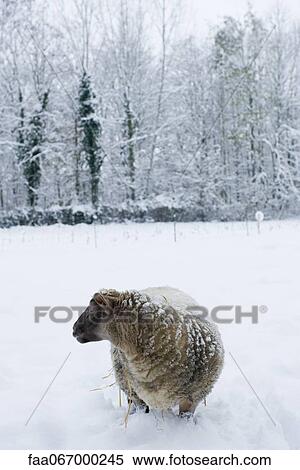 Sheep standing knee-deep in snow View Large Photo Image Stock Photography - Sheep standing knee-deep in snow. Fotosearch