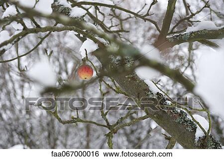 Single apple on snow-covered tree View Large Photo Image Stock Photograph - Single apple on snow-covered tree. Fotosearch