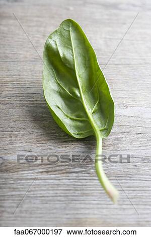 Single spinach leaf View Large Photo Image Stock Photo - Single spinach leaf. Fotosearch