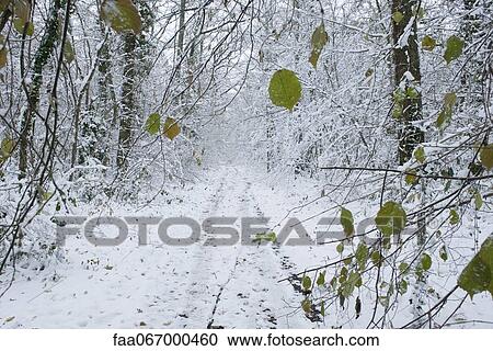 Stock Image - Snow-covered path through woods. Fotosearch