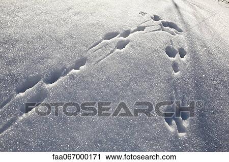 Stock Image - Snowshoe prints in snow. Fotosearch