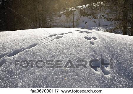 Snowshoe prints in wintry landscape View Large Photo Image Stock Photo - Snowshoe prints in wintry landscape. Fotosearch