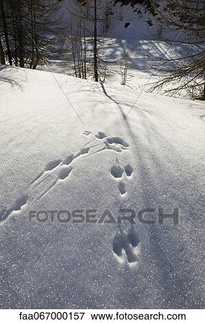 Stock Photo - Snowshoe prints in wintry landscape. Fotosearch