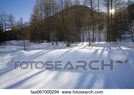 Picture - Sun shining through bare trees in snowy landscape. Fotosearch
