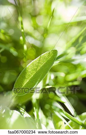 Picture - Sunlight shining through leaves. Fotosearch