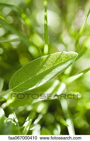 Sunlight shining through leaves View Large Photo Image Stock Image - Sunlight shining through leaves. Fotosearch