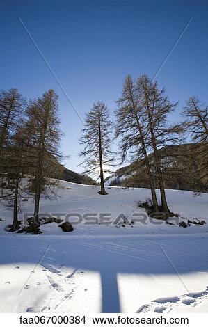 Trees in snow View Large Photo Image Picture - Trees in snow. Fotosearch