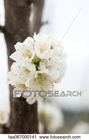 White cherry blossoms View Large Photo Image Stock Image - White cherry blossoms. Fotosearch