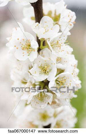 White cherry blossoms View Large Photo Image Stock Photo - White cherry blossoms. Fotosearch
