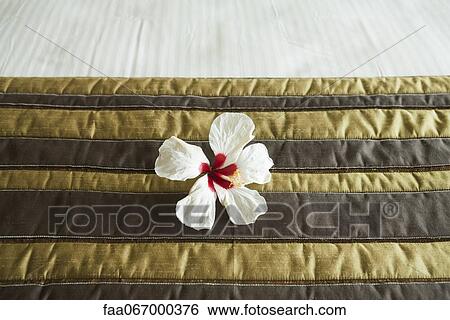 White hibiscus flower head on neatly made bed View Large Photo Image Stock Photograph - White hibiscus flower head on neatly made bed. Fotosearch
