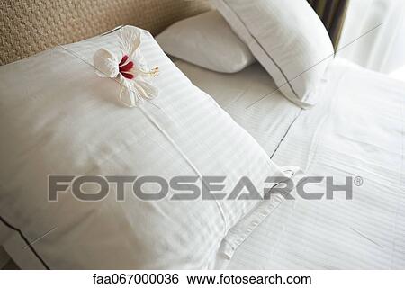 White hibiscus flower head on pillow View Large Photo Image Stock Photograph - White hibiscus flower head on pillow. Fotosearch
