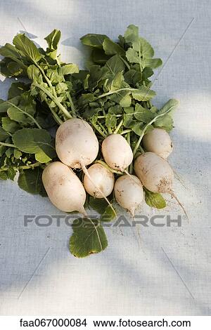 White radishes View Large Photo Image Picture - White radishes. Fotosearch