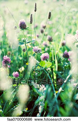 Garlic flowers View Large Photo Image Stock Photograph - Garlic flowers. Fotosearch