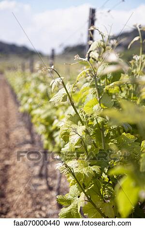 Grapevine View Large Photo Image Stock Image - Grapevine. Fotosearch
