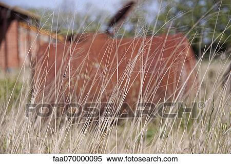 Grass View Large Photo Image Stock Photography - Grass. Fotosearch