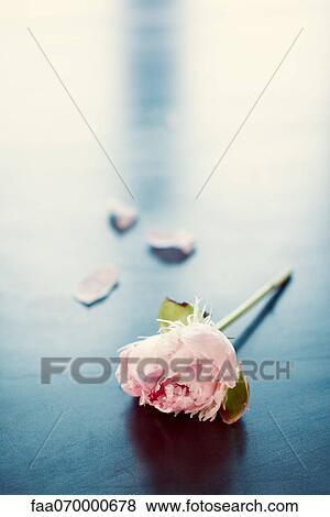 Pink rose View Large Photo Image Stock Photo - Pink rose. Fotosearch
