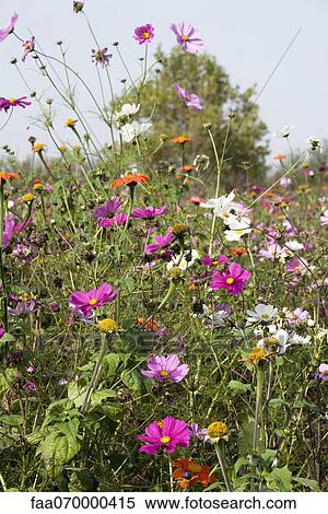 Wildflowers View Large Photo Image Stock Photography - Wildflowers. Fotosearch