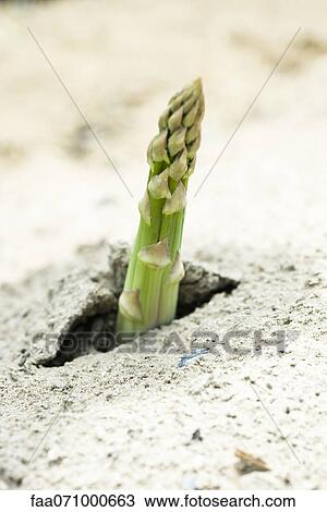 Asparagus growing View Large Photo Image Stock Image - Asparagus growing. Fotosearch