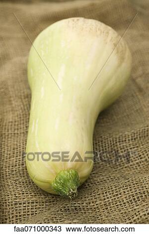 Butternut squash View Large Photo Image Stock Image - Butternut squash. Fotosearch