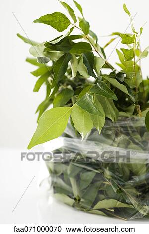 Fresh curry leaves View Large Photo Image Stock Image - Fresh curry leaves. Fotosearch