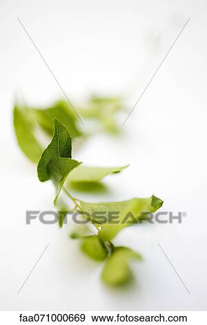 Fresh curry leaves View Large Photo Image Stock Photo - Fresh curry leaves. Fotosearch