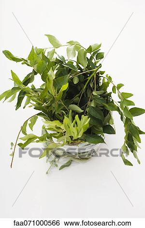 Fresh curry leaves View Large Photo Image Stock Photograph - Fresh curry leaves. Fotosearch
