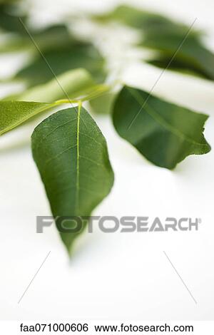 Fresh curry leaves View Large Photo Image Stock Photograph - Fresh curry leaves. Fotosearch