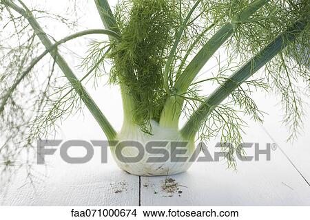 Fresh fennel View Large Photo Image Picture - Fresh fennel. Fotosearch