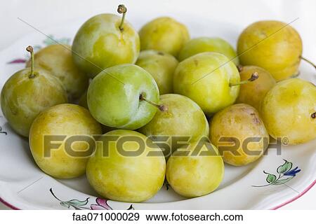 Fresh greengage plums View Large Photo Image Stock Photo - Fresh greengage plums. Fotosearch