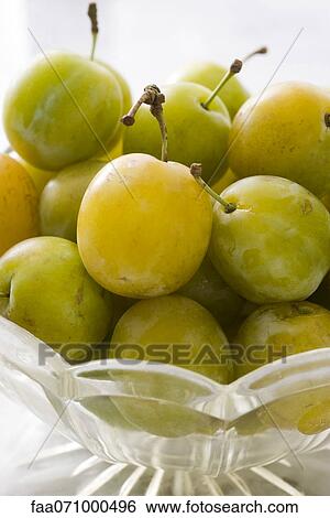 Fresh greengage plums View Large Photo Image Stock Photograph - Fresh greengage plums. Fotosearch