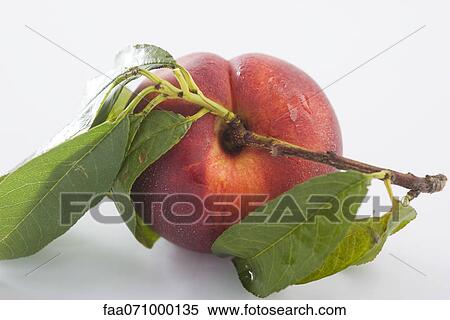 Fresh nectarine View Large Photo Image Stock Photography - Fresh nectarine. Fotosearch