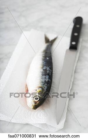 Fresh raw sardine and kitchen knife View Large Photo Image Stock Image - Fresh raw sardine and kitchen knife. Fotosearch