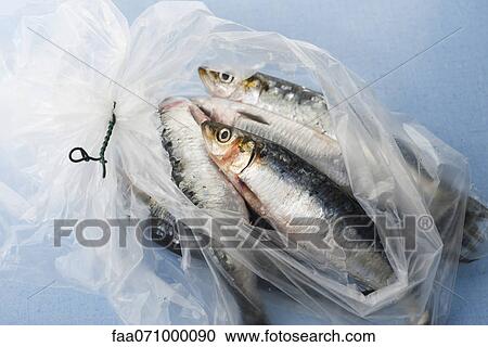 Fresh raw sardines in plastic bag View Large Photo Image Stock Image - Fresh raw sardines in plastic bag. Fotosearch