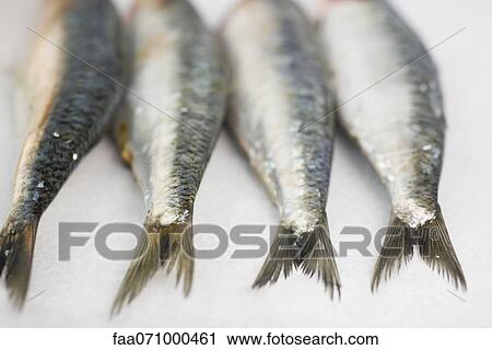 Stock Image - Fresh raw sardines. Fotosearch