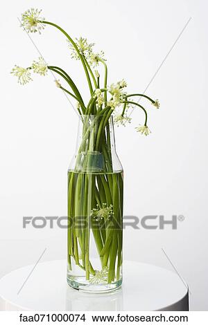 Garlic flowers, used as cooking ingredient View Large Photo Image Picture - Garlic flowers, used as cooking ingredient. Fotosearch