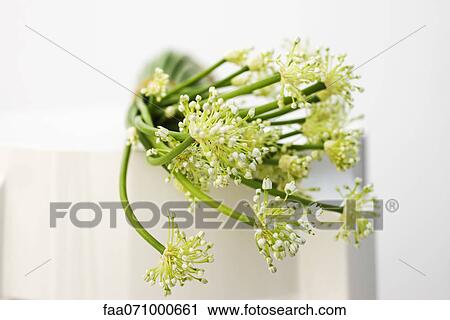 Garlic flowers, used as cooking ingredient View Large Photo Image Stock Image - Garlic flowers, used as cooking ingredient. Fotosearch