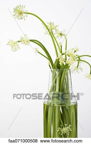 Garlic flowers, used as cooking ingredient View Large Photo Image Stock Photo - Garlic flowers, used as cooking ingredient. Fotosearch