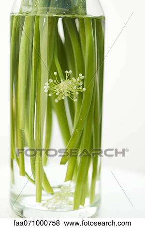 Garlic flowers, used as cooking ingredient View Large Photo Image Stock Photo - Garlic flowers, used as cooking ingredient. Fotosearch