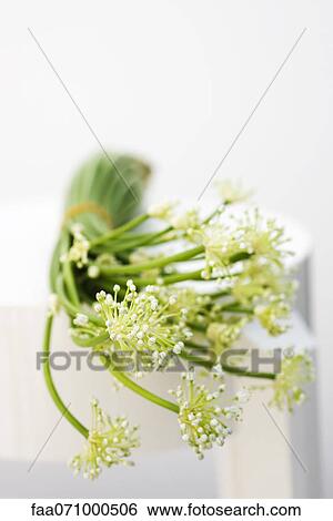 Garlic flowers, used as cooking ingredient View Large Photo Image Stock Photograph - Garlic flowers, used as cooking ingredient. Fotosearch