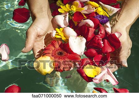 Gathering flower petals floating on water View Large Photo Image Stock Image - Gathering flower petals floating on water. Fotosearch