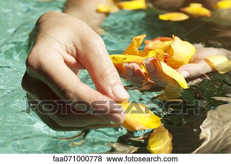 Gathering flower petals floating on water View Large Photo Image Stock Photo - Gathering flower petals floating on water. Fotosearch